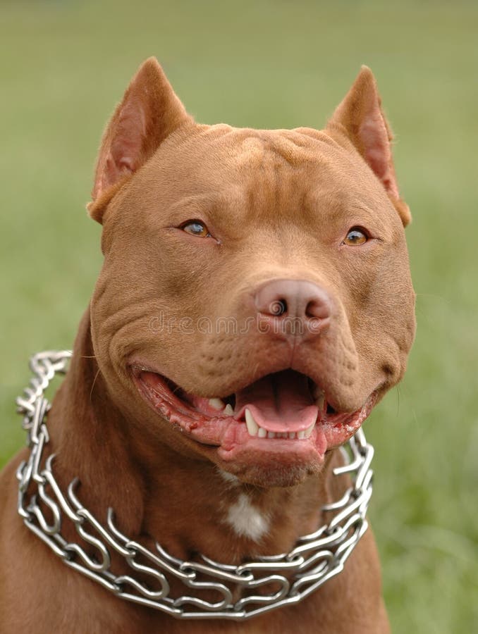 Pitbull red nose dog portrait. Pitbull red nose dog portrait