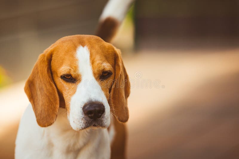 Портрет взорвать собаки на солнечный весенний день. Фон собаки beagle стоковые изображения rf