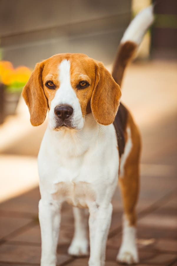 Портрет взорвать собаки на солнечный весенний день. Фон собаки beagle стоковое фото