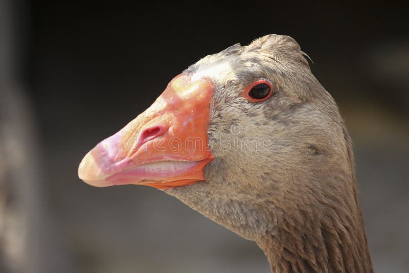 Портрет гусыни Greylag стоковые изображения rf Портрет гусыни Greylag стоковые изображения rf