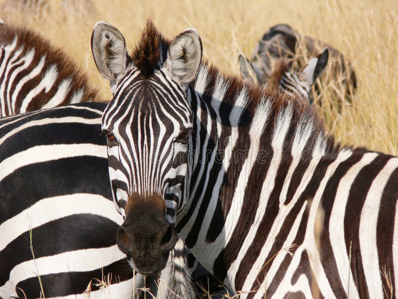 Портрет зебры в саванне masai Mara стоковое фото rf Портрет зебры в саванне masai Mara стоковое фото rf