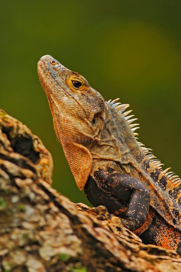 Портрет конца-вверх детали ящерицы Игуана гада черная, similis Ctenosaura, сидя на черном камне Красивая голова ящерицы в стоковая фотография rf Портрет конца-вверх детали ящерицы Игуана гада черная, similis Ctenosaura, сидя на черном камне Красивая голова ящерицы в стоковая фотография rf