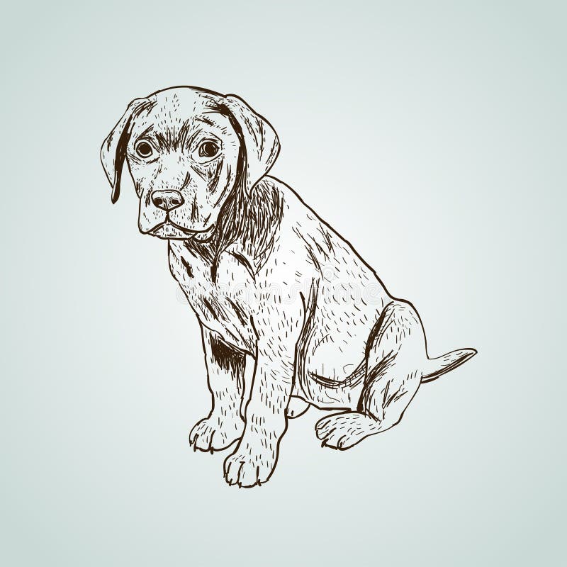 Портрет конца-вверх серьезного Retriever Лабрадора породы желтой собаки сидит бесплатная иллюстрация Портрет конца-вверх серьезного Retriever Лабрадора породы желтой собаки сидит бесплатная иллюстрация