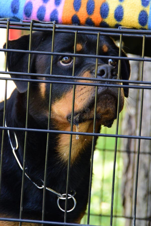 Портрет конца-вверх чистоплеменной собаки Rottweiler в клетке стоковые изображения Портрет конца-вверх чистоплеменной собаки Rottweiler в клетке стоковые изображения