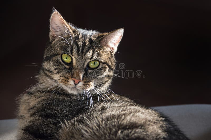 Портрет кота Tabby смотря камеру, на кресле дома, стоковое изображение Портрет кота Tabby смотря камеру, на кресле дома, стоковое изображение