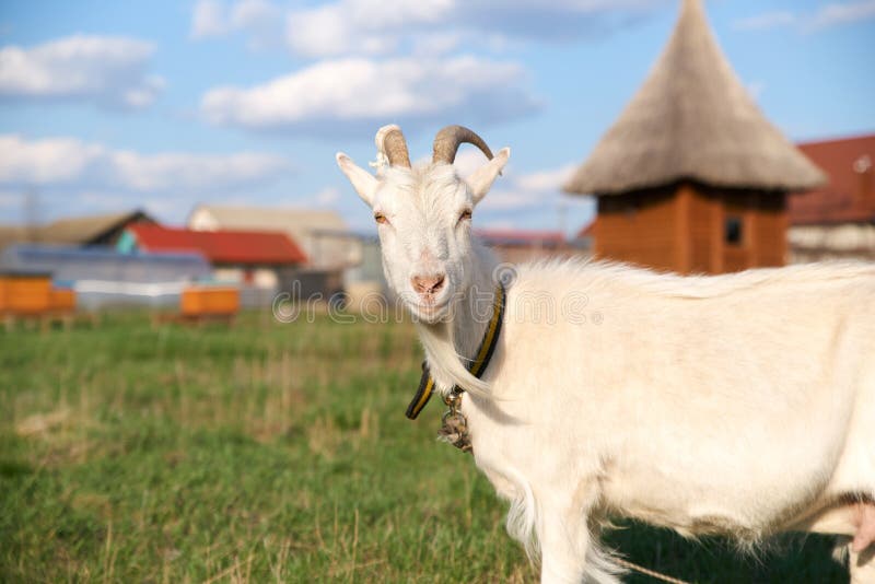 Портрет красивой белой козы с рожками, смотря камеру на предпосылке зеленой травы, дом с медом стоковые фото Портрет красивой белой козы с рожками, смотря камеру на предпосылке зеленой травы, дом с медом стоковые фото