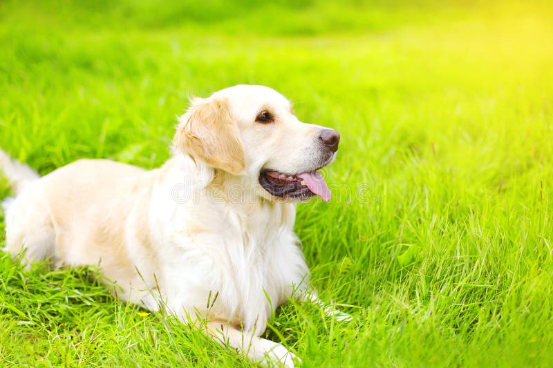 Портрет красивый лежать собаки золотого Retriever стоковое фото rf Портрет красивый лежать собаки золотого Retriever стоковое фото rf