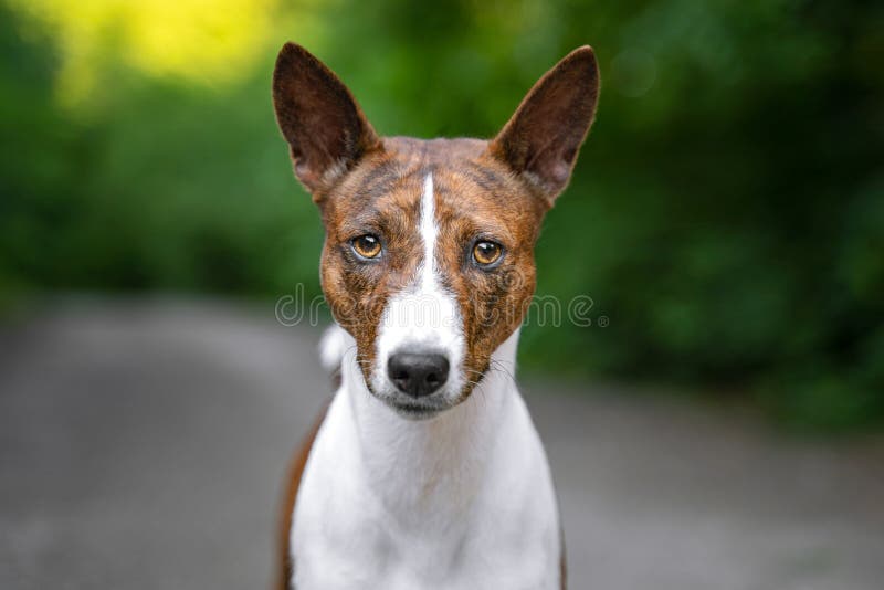 Портрет красного basenji стоя в собаке терьера Kongo Basenji леса лета стоковые фото Портрет красного basenji стоя в собаке терьера Kongo Basenji леса лета стоковые фото