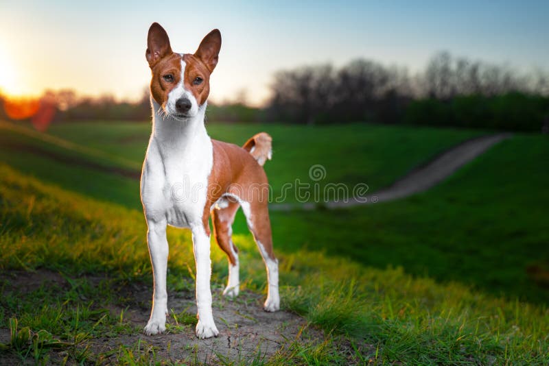 Портрет красного положения basenji на заходе солнца в зеленом поле для прогулки летом Собака терьера Kongo Basenji стоковое фото Портрет красного положения basenji на заходе солнца в зеленом поле для прогулки летом Собака терьера Kongo Basenji стоковое фото