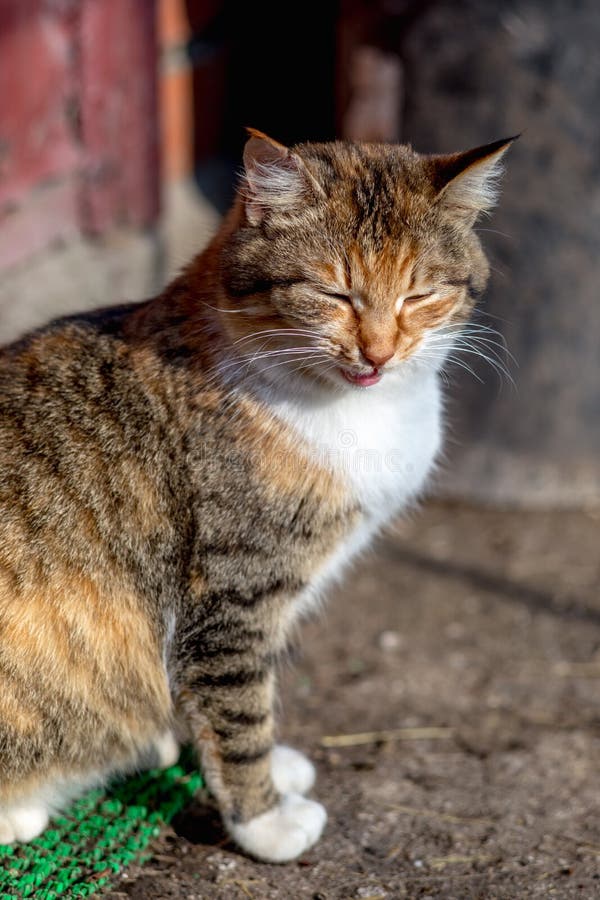 Портрет красного сельского кота стоковое фото Портрет красного сельского кота стоковое фото