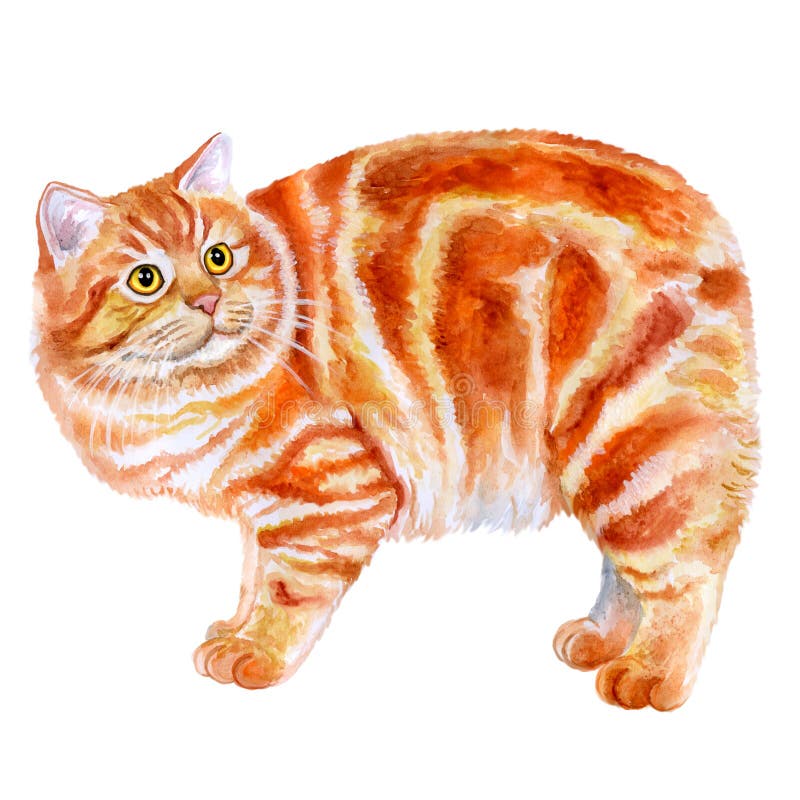 Портрет красное Manx, кот акварели Manks без кабеля на белой предпосылке Любимчик нарисованный рукой сладостный домашний иллюстрация штока