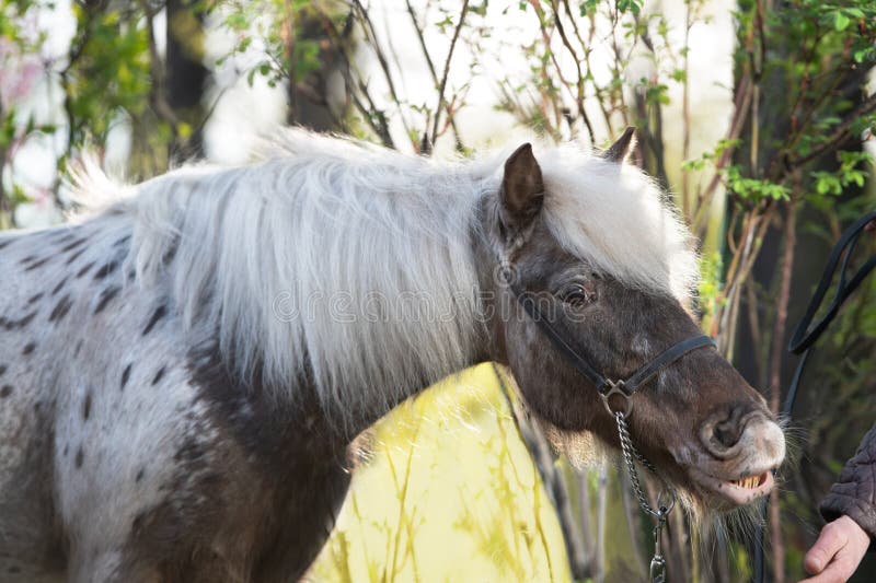 портрет милого шоколада appaloosa pony позирует против хороший сад. вечером стоковое изображение rf