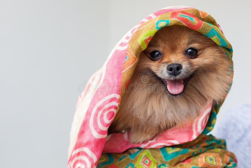 Портрет молодого оранжевого pomeranian конца шпица вверх стоковое фото