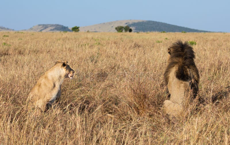 Портрет мужского льва, пантеры leo, реки песка или гордости Elawana, от за сидеть с львицей в африканском ландшафте