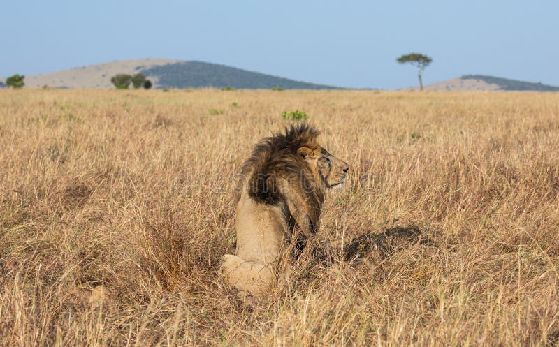 Портрет мужского льва, пантеры leo, реки песка или гордости Elawana, от за сидеть в африканском ландшафте с высокорослой травой