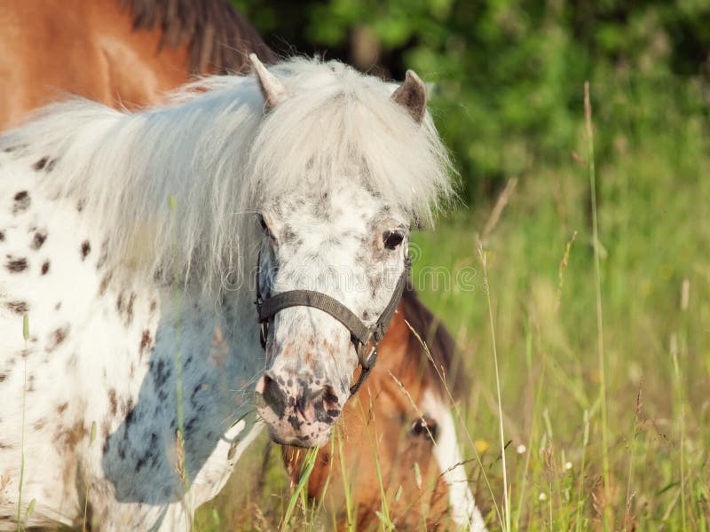Портрет пони appaloosa в поле на свободе стоковое изображение rf
