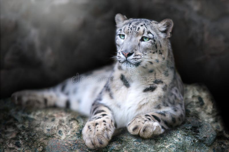 Frontal Portrait of a Snow Leopard lay on a rock against a Black Background. Frontal Portrait of a Snow Leopard lay on a rock against a Black Background