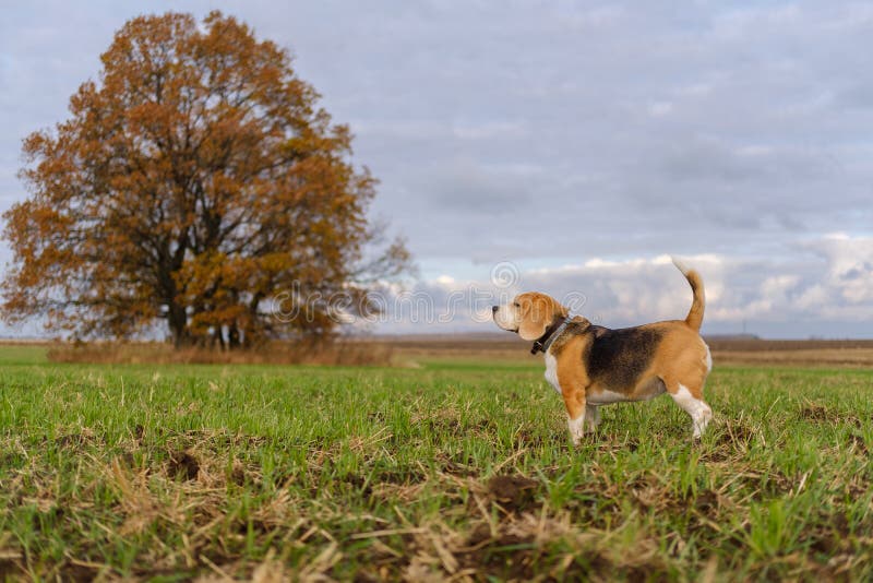 Портрет собаки beagle на фоне живописного дуба осенью с желтой листвой стоковые фотографии rf