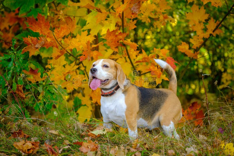 Портрет собаки beagle на фоне красивых желтые и красные кленовых листов стоковые фотографии rf
