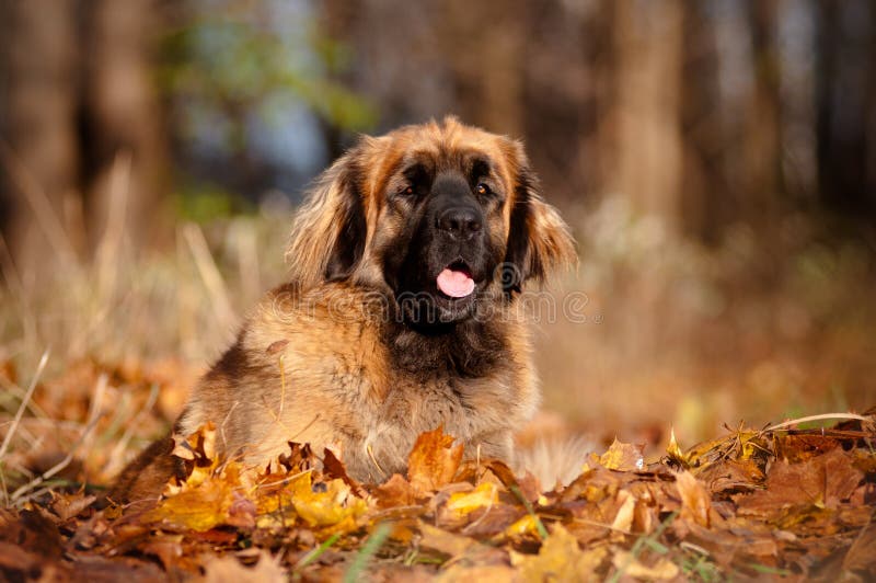 Портрет собаки Leonberger в упаденных листьях стоковая фотография rf Портрет собаки Leonberger в упаденных листьях стоковая фотография rf