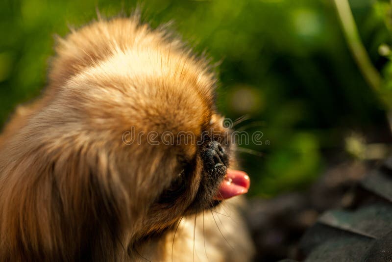 Портрет собаки Pekingese на выставке собак стоковые изображения rf Портрет собаки Pekingese на выставке собак стоковые изображения rf