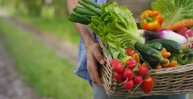 Портрет счастливого молодого фермера держа свежие овощи в корзине На предпосылке природы концепция биологического, био pr