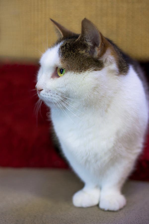Портрет усаживания кота munchkin стоковые фото