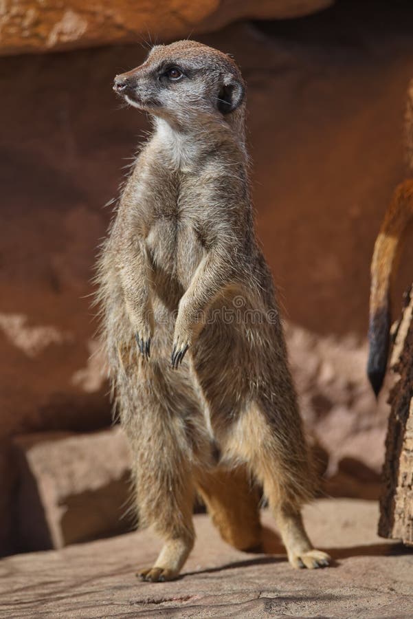 Портрет шаловливых и любознательных suricates в малом открытом курорте стоковые фотографии rf Портрет шаловливых и любознательных suricates в малом открытом курорте стоковые фотографии rf