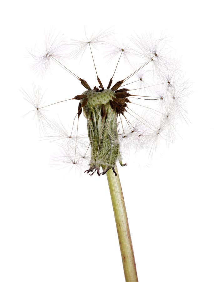 Old dandelion isolated on white background. Old dandelion isolated on white background