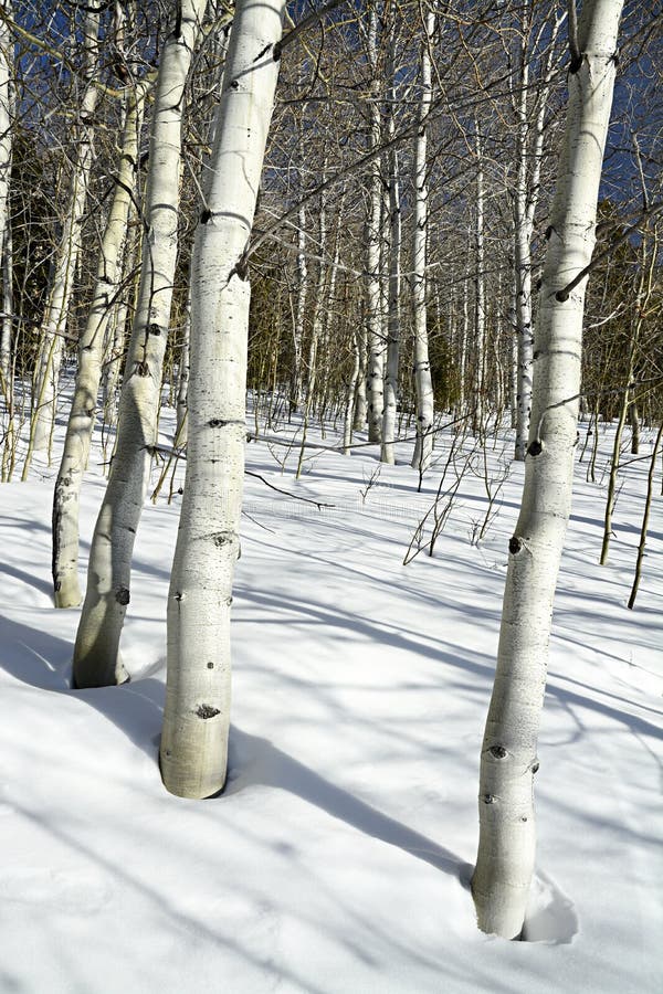 White bark Aspens in the snow of winter. White bark Aspens in the snow of winter