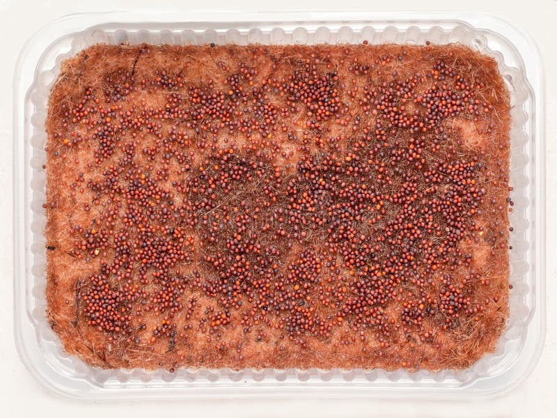 Broccoli seeds are laid out for germination on a jute basis in a plastic container. Microgreens seeds on the sackcloth mat. Planting and germinating greens at home. Jute mat for seed germination. Broccoli seeds are laid out for germination on a jute basis in a plastic container. Microgreens seeds on the sackcloth mat. Planting and germinating greens at home. Jute mat for seed germination