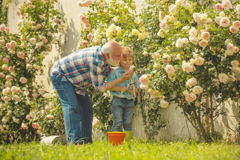 Planting flowers. Grandfather and grandson in beautiful garden. Child are in the garden watering the rose plants. Happy gardeners with spring flowers. Planting flowers. Grandfather and grandson in beautiful garden. Child are in the garden watering the rose plants. Happy gardeners with spring flowers