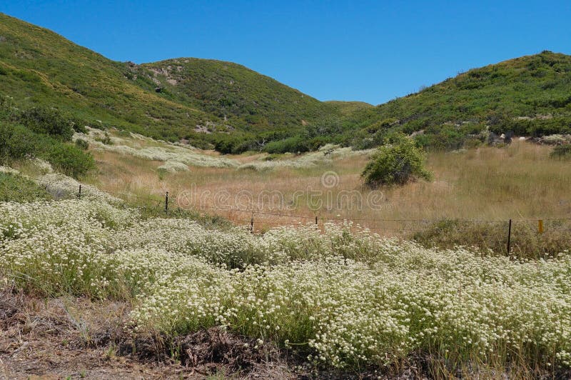 Последние зацветая Wildflowers летом в горах Cuyamaca стоковая фотография Последние зацветая Wildflowers летом в горах Cuyamaca стоковая фотография
