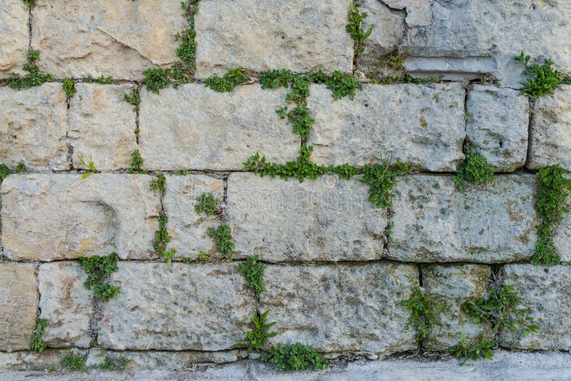Постаретая каменная кирпичная стена с зеленой текстурой в Matera, Ita лист плюща стоковые изображения rf Постаретая каменная кирпичная стена с зеленой текстурой в Matera, Ita лист плюща стоковые изображения rf
