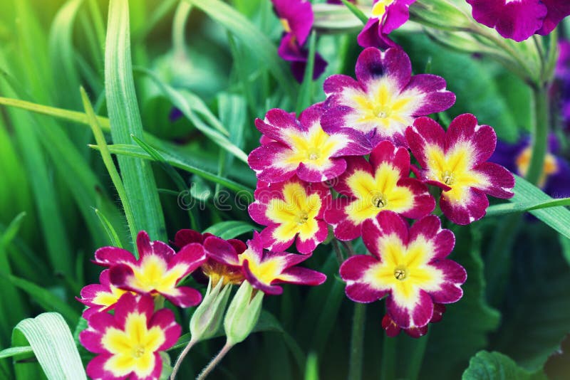 Постоянный сад первоцвета или primula весной Цветки первоцветов весны, polyanthus primula Красивый пинк стоковые фотографии rf Постоянный сад первоцвета или primula весной Цветки первоцветов весны, polyanthus primula Красивый пинк стоковые фотографии rf