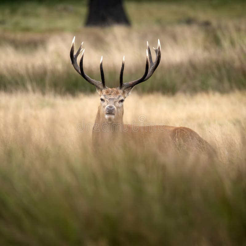 Потрясающий портрет оленьего оленя Cervus Elaphus в окружении лесов Осеннего Падения во время сурового сезона пародий стоковые изображения Потрясающий портрет оленьего оленя Cervus Elaphus в окружении лесов Осеннего Падения во время сурового сезона пародий стоковые изображения