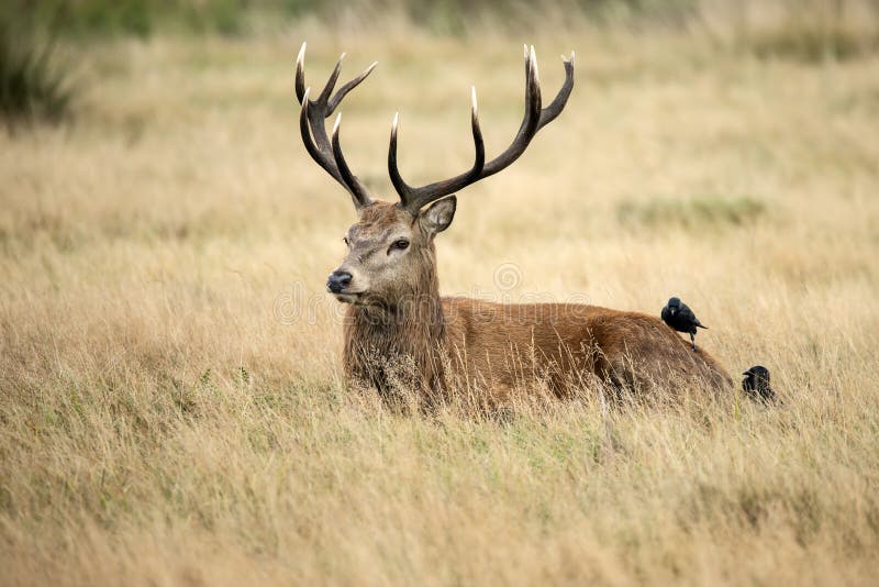 Потрясающий портрет оленьего оленя Cervus Elaphus в окружении лесов Осеннего Падения во время сурового сезона пародий стоковое фото rf Потрясающий портрет оленьего оленя Cervus Elaphus в окружении лесов Осеннего Падения во время сурового сезона пародий стоковое фото rf