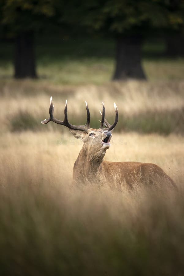 Потрясающий портрет оленьего оленя Cervus Elaphus в окружении лесов Осеннего Падения во время сурового сезона пародий стоковые фото Потрясающий портрет оленьего оленя Cervus Elaphus в окружении лесов Осеннего Падения во время сурового сезона пародий стоковые фото