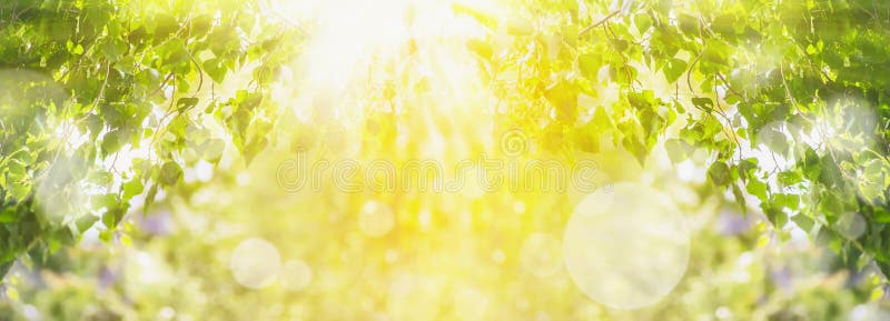 Spring summer background with green tree,sunlight and sun rays, panorama. Spring summer background with green tree,sunlight and sun rays, panorama
