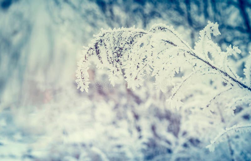 Предпосылка природы зимы при трава и хворостины покрытые с налет инеей и снегом