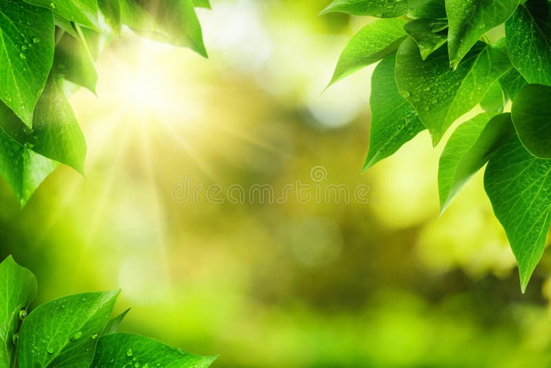 Scenic nature background of fresh lush green leaves with dewdrops, framing the out of focus vegetation with bekeh highlights and the sun, vibrant colors. Scenic nature background of fresh lush green leaves with dewdrops, framing the out of focus vegetation with bekeh highlights and the sun, vibrant colors