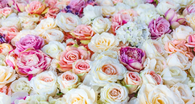 Предпосылка стены цветков с изумляя красным цветом и белыми розами, Wedding украшение, стоковые фотографии rf Предпосылка стены цветков с изумляя красным цветом и белыми розами, Wedding украшение, стоковые фотографии rf