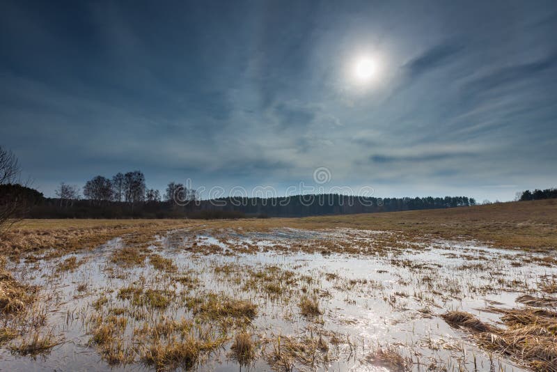 Предыдущее весеннее время на луге около заболоченных мест стоковая фотография Предыдущее весеннее время на луге около заболоченных мест стоковая фотография