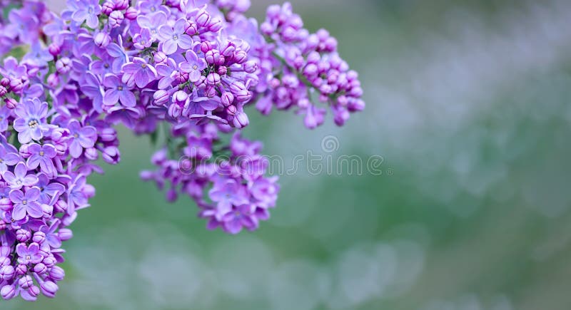 Предпосылка запачканная конспектом зеленая bokeh и зацветая ветвь сирени или syringa в весеннем времени стоковые изображения rf Предпосылка запачканная конспектом зеленая bokeh и зацветая ветвь сирени или syringa в весеннем времени стоковые изображения rf