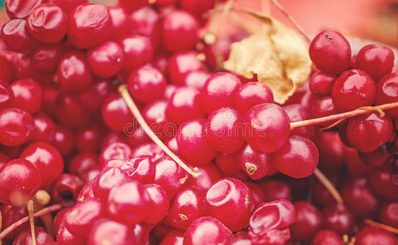 Предпосылка зрелых ягод китайское chinensis schisandra лимонного сорга сжатого от лоз Целебные красные ягоды Селективный фокус стоковое фото Предпосылка зрелых ягод китайское chinensis schisandra лимонного сорга сжатого от лоз Целебные красные ягоды Селективный фокус стоковое фото