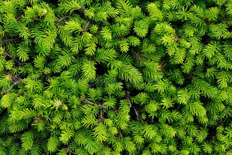 Brightly green prickly branches of a fur-tree or pine. Brightly green prickly branches of a fur-tree or pine
