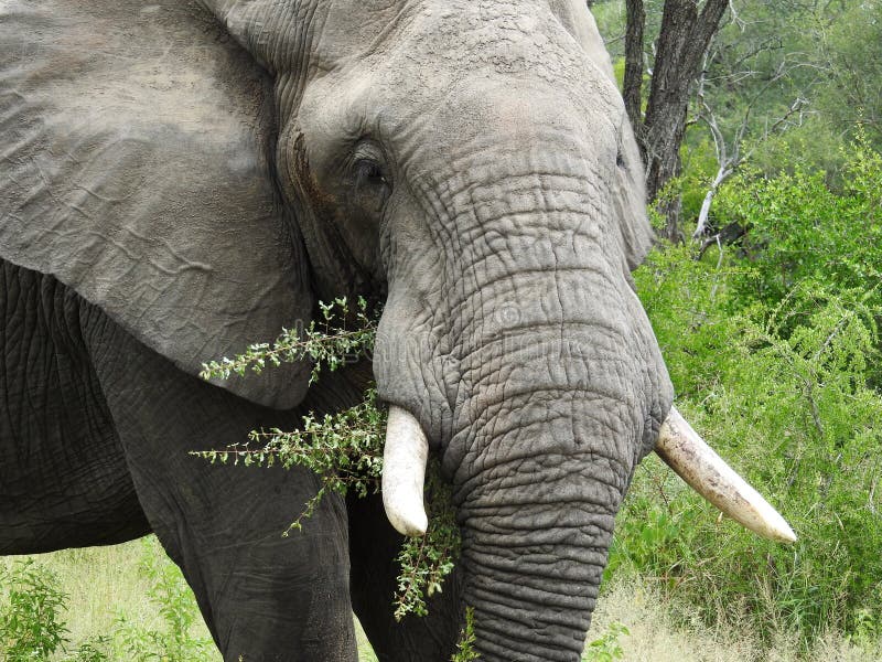 прекрасный вид на слон в национальном парке Крюгера на юге Африки