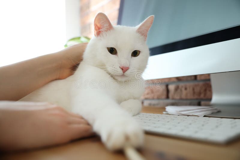 прелестный белый кот лежит на клавиатуре и отвлекает хозяина от работы стоковые фотографии rf