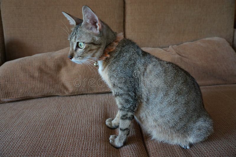 Прелестный предназначенный для подростков беременный кот tabby живет крытое стоковое изображение rf Прелестный предназначенный для подростков беременный кот tabby живет крытое стоковое изображение rf