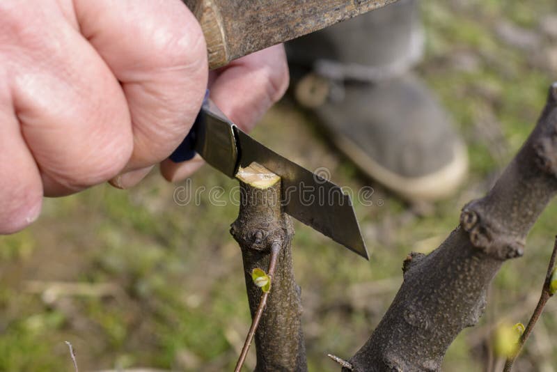 Grafting or graftage is a horticultural technique whereby tissues from one plant are inserted into those of another so that the two sets of vascular tissues may join together. Grafting or graftage is a horticultural technique whereby tissues from one plant are inserted into those of another so that the two sets of vascular tissues may join together.